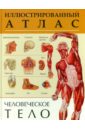 Человеческое тело. Иллюстрированный атлас рублев с афанасьев с феданова ю ред иллюстрированный атлас анатомии и физиологии человека