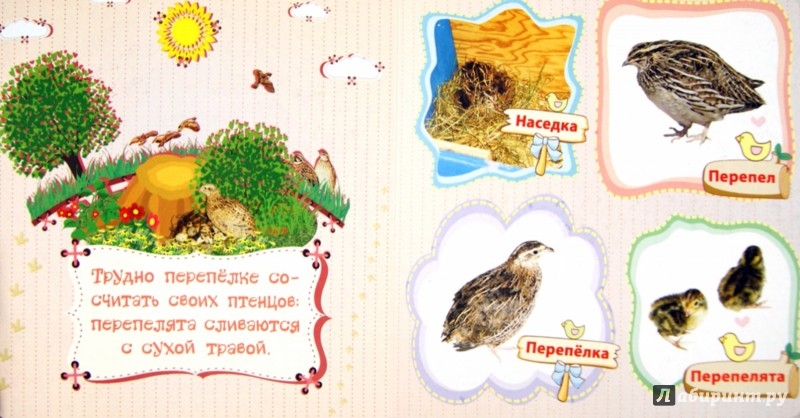 Иллюстрация 1 из 10 для Домашние птицы и их птенцы - Вера Мельник | Лабиринт - книги. Источник: Лабиринт