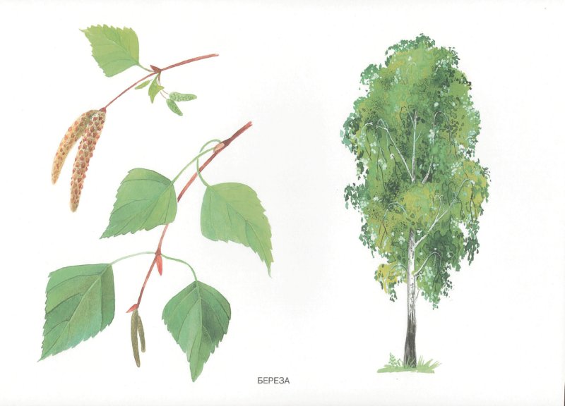 Иллюстрация 1 из 5 для Мир в картинках: Деревья и листья 3-7 лет | Лабиринт - книги. Источник: Лабиринт