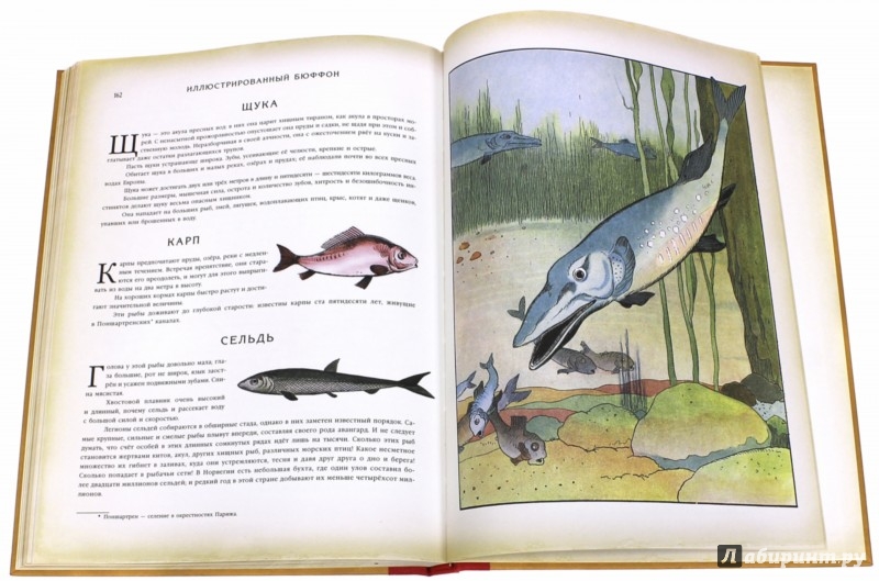 Иллюстрация 1 из 7 для Иллюстрированный Бюффон или Натуральная история че | Лабиринт - книги. Источник: Лабиринт