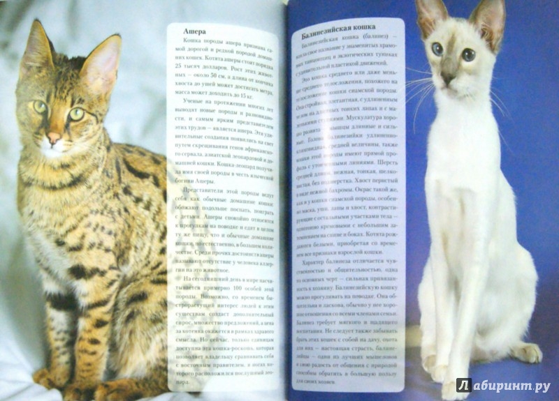 Иллюстрация 1 из 10 для Наши любимые питомцы - кошки - Екатерина Шейкина | Лабиринт - книги. Источник: Лабиринт