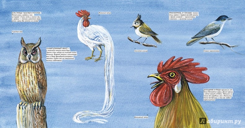 Иллюстрация 3 из 42 для Птицы. Орнитология в картинках - Николай Сладков | Лабиринт - книги. Источник: Лабиринт