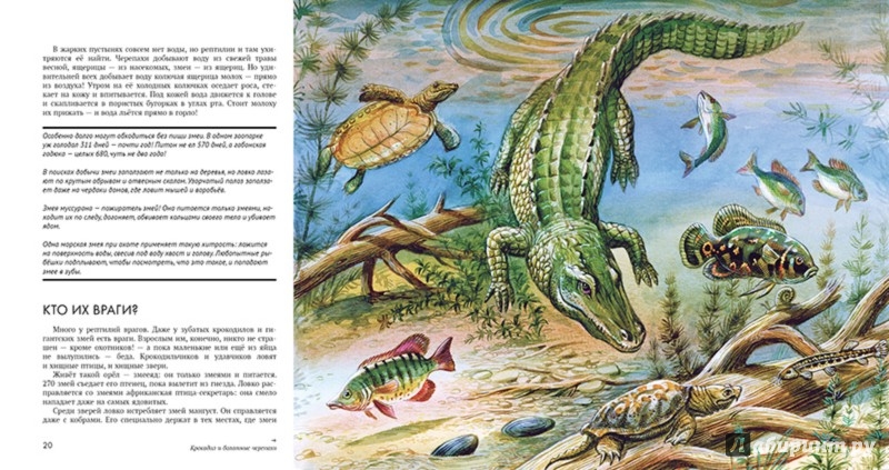 Иллюстрация 3 из 44 для Рептилии - Николай Сладков | Лабиринт - книги. Источник: Лабиринт