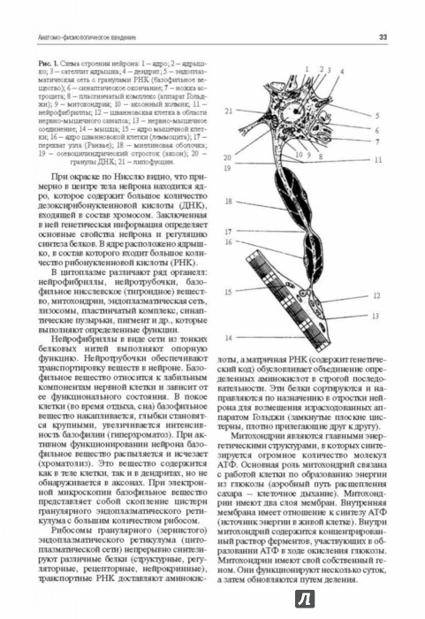 Топическая Диагностика Скоромец