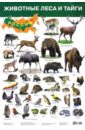 Плакат Животные леса и тайги (2687) плакат животные россии 555х774