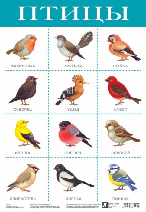 Новая замечательная книга о птицах