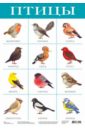 Плакат Птицы (2088) плакат птицы