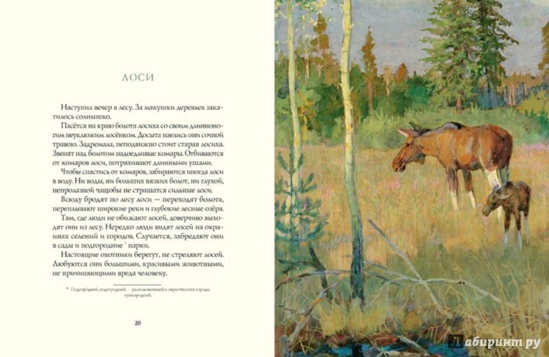 Иллюстрация 4 из 14 для Лето в лесу - Иван Соколов-Микитов | Лабиринт - книги. Источник: Лабиринт