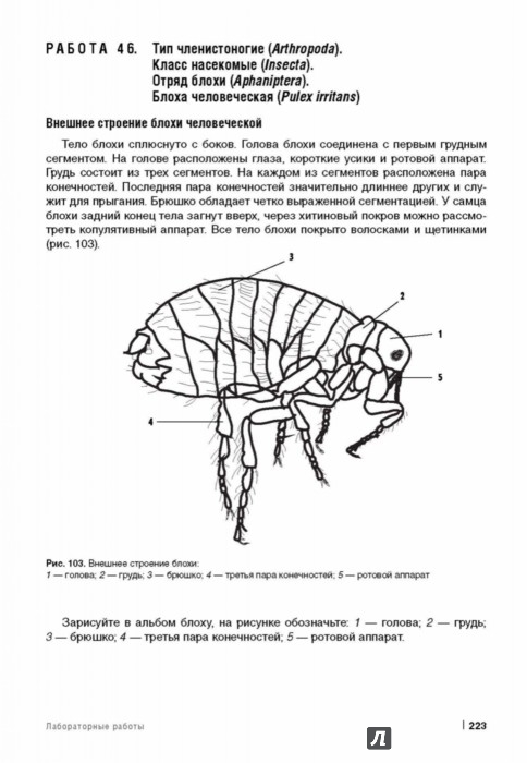 Какой цифрой обозначена на рисунке куколка человеческой блохи