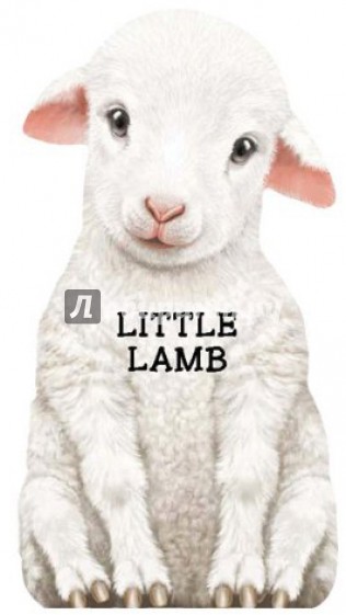 Little Lamb