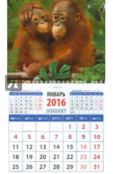 Календарь на магните 2016. Год обезьяны. Маленькие орангутанги (20629).
