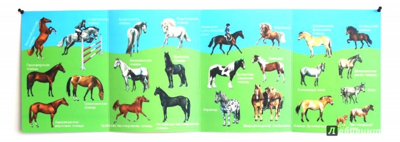 Иллюстрация 4 из 8 для Лошади и пони - Meierjurgen, Bondarenko | Лабиринт - игрушки. Источник: Лабиринт