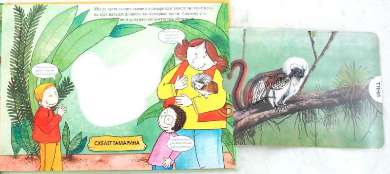 Иллюстрация 4 из 9 для Животные тропического леса. Магические скелеты | Лабиринт - книги. Источник: Лабиринт