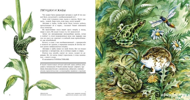 Иллюстрация 3 из 74 для Земноводные - Николай Сладков | Лабиринт - книги. Источник: Лабиринт