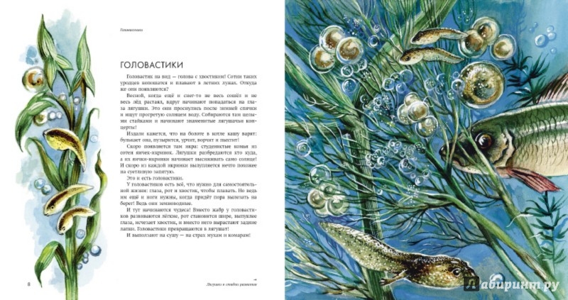 Иллюстрация 4 из 74 для Земноводные - Николай Сладков | Лабиринт - книги. Источник: Лабиринт