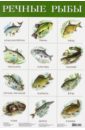 Плакат Речные рыбы (2165) дидактические карточки речные рыбы