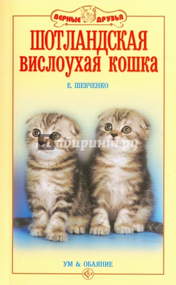 Шотландская вислоухая кошка. Ум и обаяние