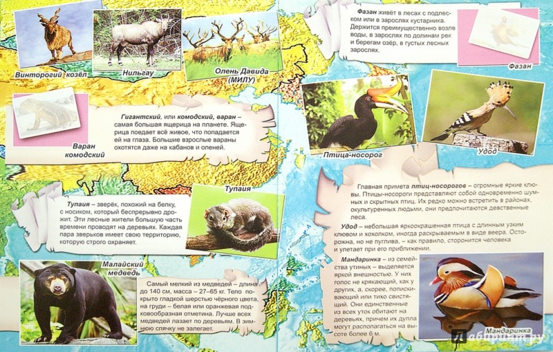 Иллюстрация 1 из 36 для Животные и птицы нашей планеты. Атлас с наклейками | Лабиринт - книги. Источник: Лабиринт