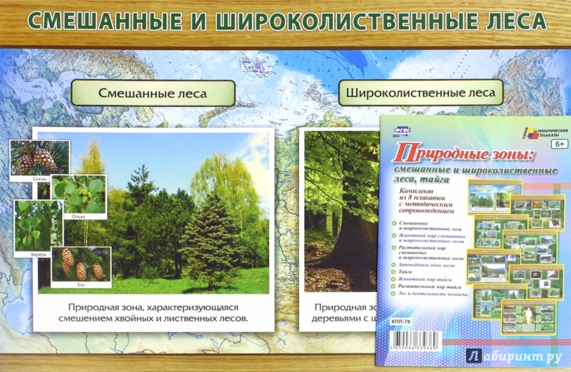Книга: Комплект плакатов. Природные зоны. Смешанные и широколиственные леса.  Купить книгу, читать рецензии | ISBN 4650066339369 | Лабиринт
