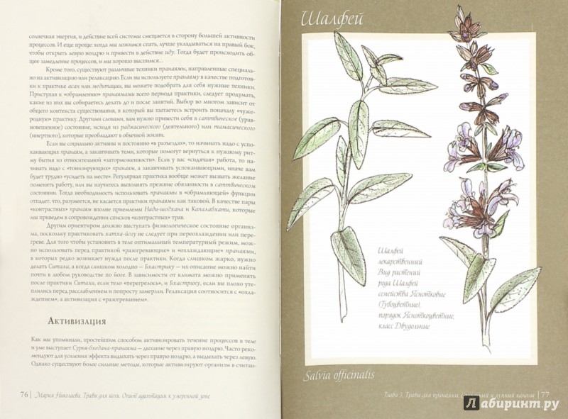 Иллюстрация 1 из 15 для Травы для Йоги и Аюрведы - Николаева, Тарасова | Лабиринт - книги. Источник: Лабиринт