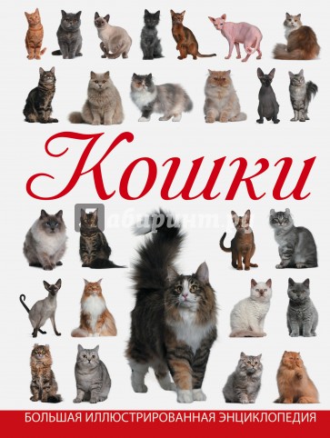 Кошки