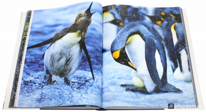 Иллюстрация 1 из 64 для Животные. Живая природа глазами фотографа - Стив Блум | Лабиринт - книги. Источник: Лабиринт