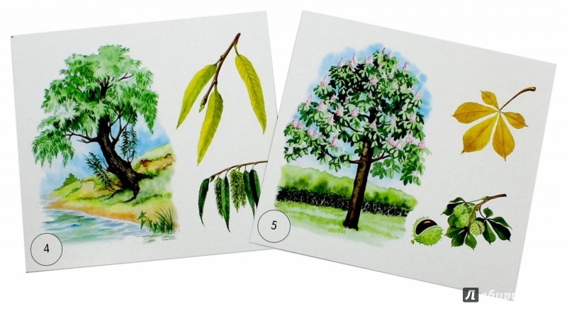 Иллюстрация 1 из 3 для Деревья, плоды, листья - И. Меньшиков | Лабиринт - игрушки. Источник: Лабиринт