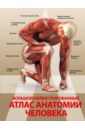 Спектор Анна Артуровна Большой иллюстрированный атлас анатомии человека спектор анна артуровна атлас анатомии человека