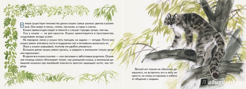 Иллюстрация 2 из 54 для Дикие кошки - Ольга Смирнова | Лабиринт - книги. Источник: Лабиринт