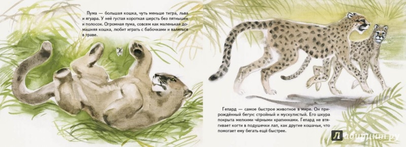 Иллюстрация 5 из 54 для Дикие кошки - Ольга Смирнова | Лабиринт - книги. Источник: Лабиринт