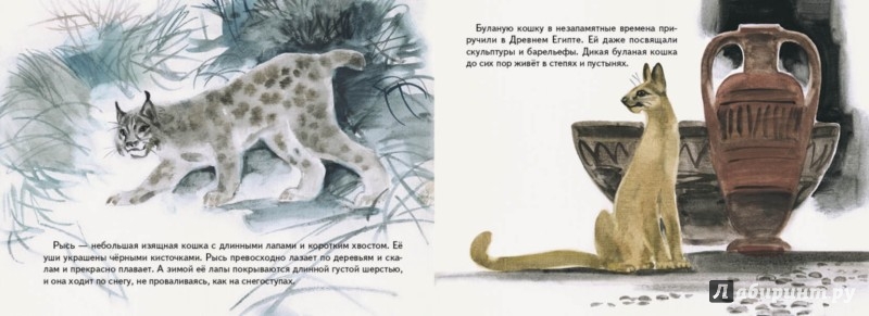 Иллюстрация 6 из 54 для Дикие кошки - Ольга Смирнова | Лабиринт - книги. Источник: Лабиринт