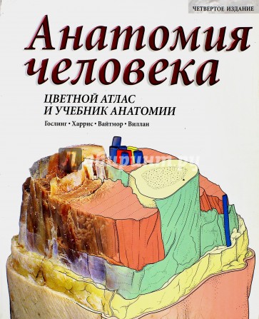 Анатомия человека. Цветной атлас и учебник анатомии