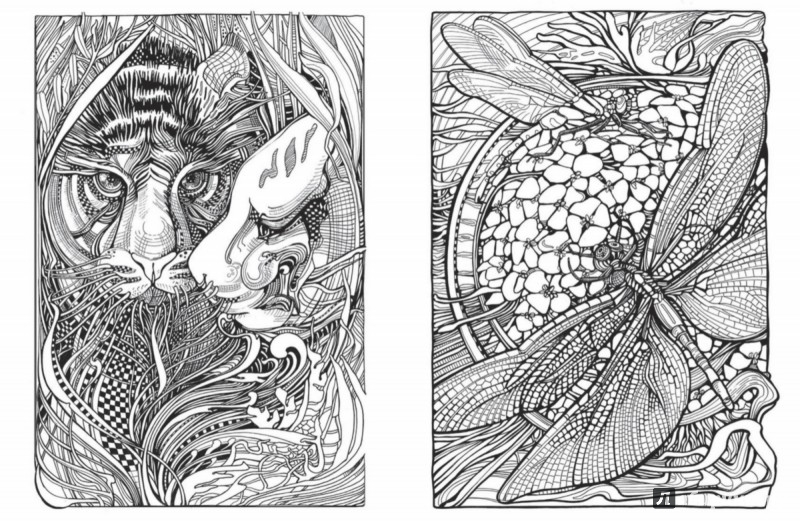 Иллюстрация 5 из 34 для Мания ботаника. Раскраска-экспедиция в мир животных и растений - Зиффлин | Лабиринт - книги. Источник: Лабиринт