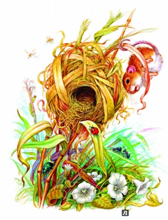 Иллюстрация 2 из 32 для Мышонок Пик и другие сказки - Виталий Бианки | Лабиринт - книги. Источник: Лабиринт