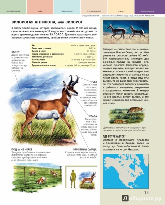 Иллюстрация 14 из 14 для Животные. Все обитатели нашей планеты | Лабиринт - книги. Источник: Лабиринт
