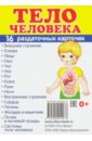 Раздаточные карточки. Тело человека строение тела человека русский плакат