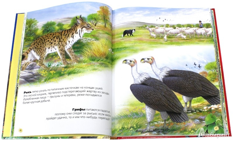 Иллюстрация 4 из 19 для Животные нашей планеты - Пере Ровира | Лабиринт - книги. Источник: Лабиринт