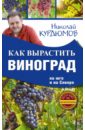Курдюмов Николай Иванович Как вырастить виноград на Юге и на Севере виноград столовый долгожданный