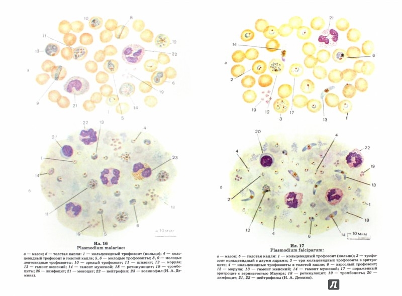 Человека Человека