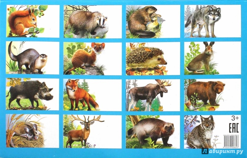 Иллюстрация 1 из 20 для Карточки. Животные России | Лабиринт - книги. Источник: Лабиринт