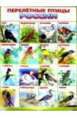 Плакат Перелетные птицы России (550х770) карточки перелетные птицы россии