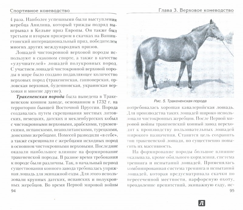 Иллюстрация 1 из 10 для Спортивное коневодство - Головачева, Абдряев, Шингалов | Лабиринт - книги. Источник: Лабиринт