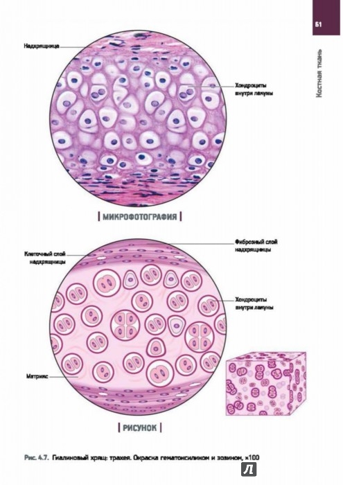 гунин-гистология в таблицах и схемах