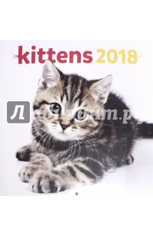 2018   Kittens  30*30 (PGP-4748-V)