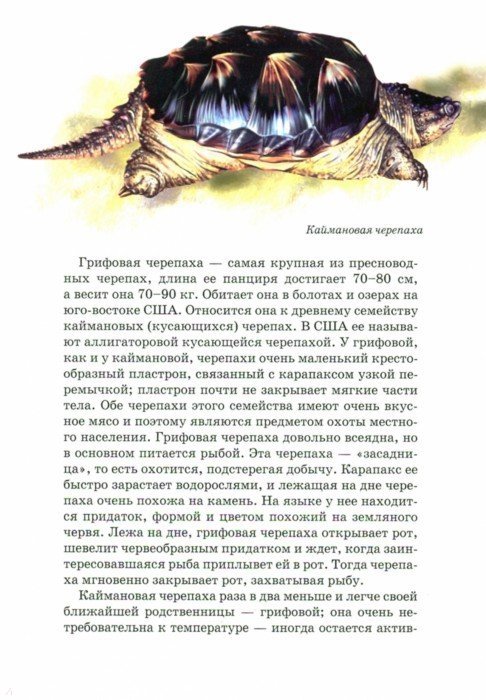 Иллюстрация 2 из 24 для Рептилии - Андрей Руденко | Лабиринт - книги. Источник: Лабиринт