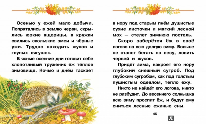 Прогуливалось семейство ежей. Чтение про ежа.