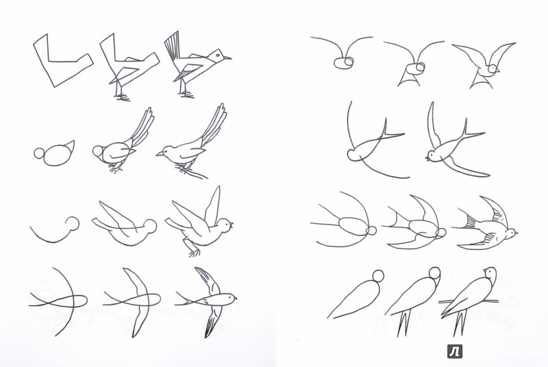 Иллюстрация 1 из 15 для Рисуем диких птиц по алгоритмическим схемам. 5-7 лет. ФГОС - Нелли Шайдурова | Лабиринт - книги. Источник: Лабиринт