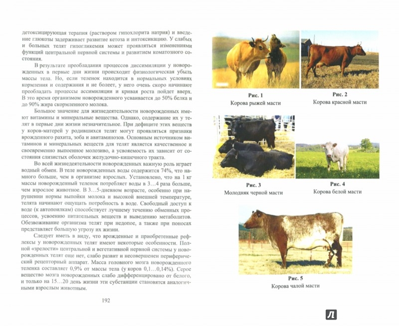 Иллюстрация 1 из 4 для Биологические основы продуктивности крупного рогатого скота. Учебное пособие - Туников, Быстрова | Лабиринт - книги. Источник: Лабиринт