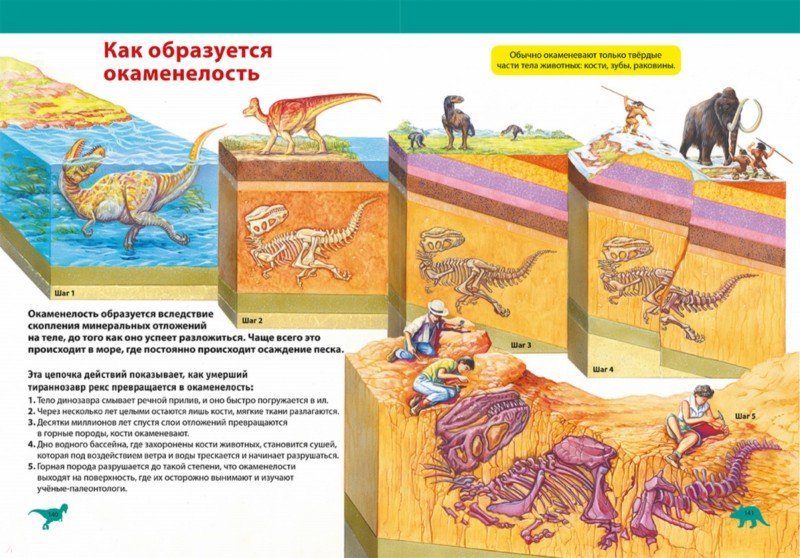 Откуда в янтаре насекомое нарисуй последовательность этапов процесса окаменелости сделай подписи