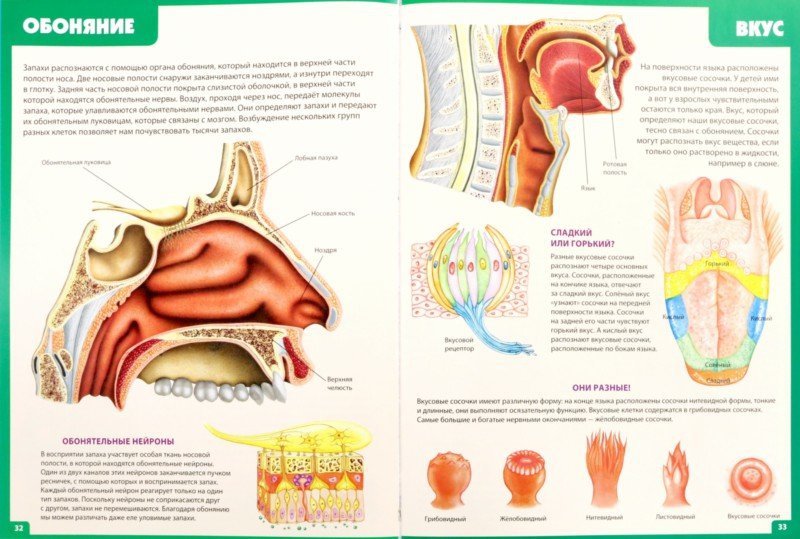 Иллюстрация 1 из 8 для Атлас анатомии человека. Книга для детей и их родителей - Винченцо Гуиди | Лабиринт - книги. Источник: Лабиринт
